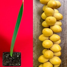 Date palm phoenix for sale  Jupiter
