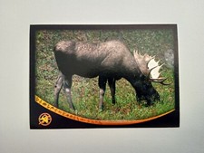 Figurina animal champions usato  Roma