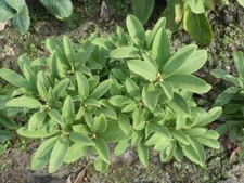 Wild rhododendron alpenrose gebraucht kaufen  Zetel