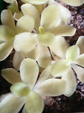 Pinguicula colimensis gigantea for sale  CARDIFF