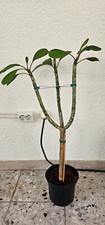 Plumeria frangipani gam gebraucht kaufen  Mehlingen