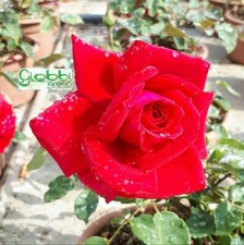 Rosa grandi fiori usato  Monsampolo del Tronto