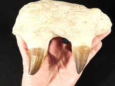 Big mosasaurus jaw for sale  Salt Lake City