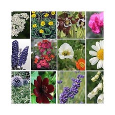 Pack hardy perennial for sale  WICKFORD