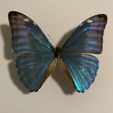 Morpho adonis male gebraucht kaufen  Marienmünster
