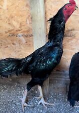 Top quality shamo for sale  HUDDERSFIELD