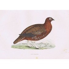 Birds red grouse for sale  GLASGOW
