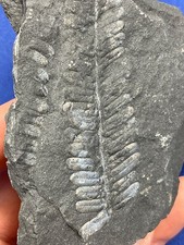 Carboniferous pflanze fossil gebraucht kaufen  Saarbrücken