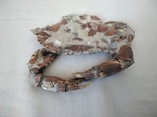 Crabe fossile d'occasion  Sainte-Maxime