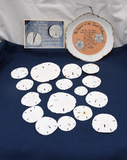 sand dollar for sale  EVESHAM