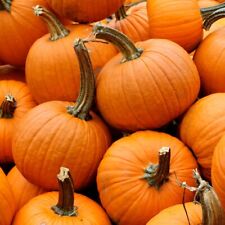 Small sugar pumpkin for sale  Fallbrook