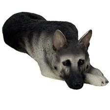 German shepherd black for sale  Ft Mitchell