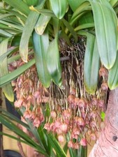 Dracula mopsus rose for sale  San Francisco