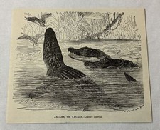 Gravura de livro de 1885 ~ Jacare ou Jacare Alligator comprar usado  Enviando para Brazil
