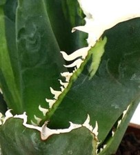 Agave titanota squalo usato  Napoli