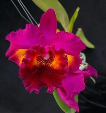 Hot large red for sale  Atlanta
