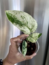 Rare variegated plant for sale  Westminster