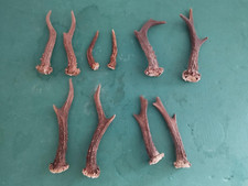 Lot bois chevreuils d'occasion  France