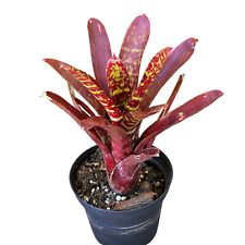 Neoregelia whim bromeliad usato  Brindisi
