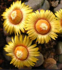 Aloinopsis schooneesii lithops d'occasion  Expédié en France