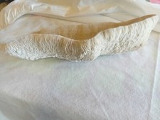 Corail blanc naturel d'occasion  Bourg-en-Bresse