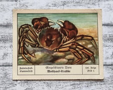 Wollhand krabbe eingeschleppt gebraucht kaufen  Gießen