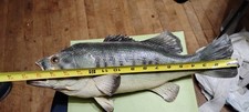 Taxidermy bass inch for sale  Turtle Lake