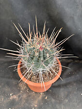 Ferocactus rectispinus vivaio usato  Massafra
