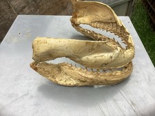 Dried small sharks for sale  BRIDGWATER