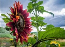 Girasole Rosso Gigante 2gr comprar usado  Enviando para Brazil
