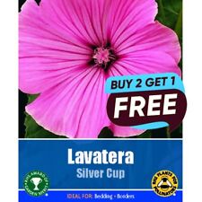 Lavatera silver cup for sale  MANSFIELD