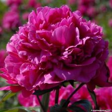 Peony felix crousse for sale  BALLYMENA