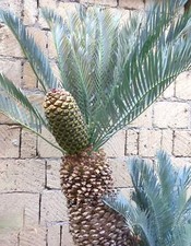 Encephalartos lehmannii karoo d'occasion  Expédié en France