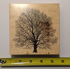 tree large walnut for sale  Cedar Falls