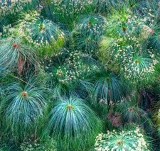 Cyperus papyrus papyrus usato  Napoli