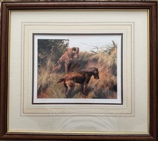 Irish terrier two for sale  MANCHESTER