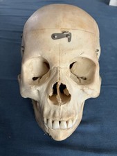 Echtes homo schädelpräparat gebraucht kaufen  Hamburg