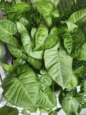 Top cuttings syngonium for sale  Rockport