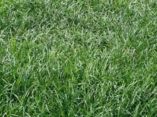 Liriope spicata plants for sale  Statesboro