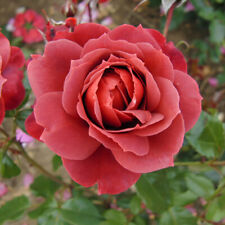 Rose hot chocolate for sale  PETERBOROUGH