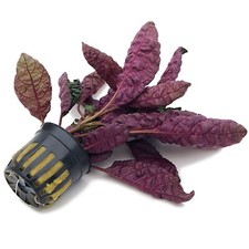 Hemigraphis colorata exotica for sale  HOUNSLOW