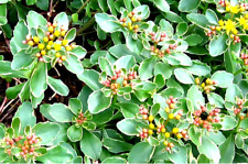 Sedum kamtschaticum 9cm for sale  WALLINGFORD