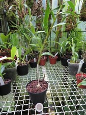 Dendrobium moschatum gebraucht kaufen  Ratingen