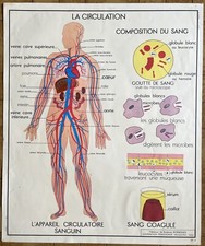 Ancienne affiche scolaire d'occasion  Lyon VII