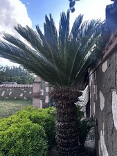 Cycas revoluta usato  Cisterna di Latina