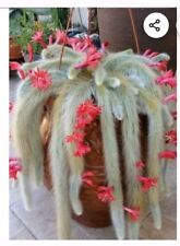 Monkey tail cactus for sale  Port Charlotte