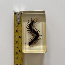 scolopendra for sale scolopendra for sale CHESTERFIELD