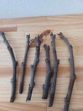 Fig cuttings total for sale  Carpinteria