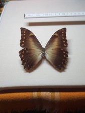 Morpho hercules männchen gebraucht kaufen  Halle
