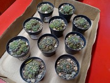 Frailea grahliana plants for sale  San Antonio
